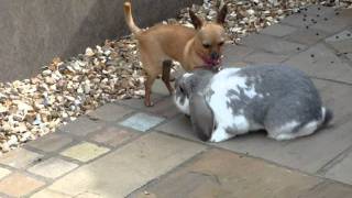 Rabbit mating with dog Part 2 [upl. by Pasadis]