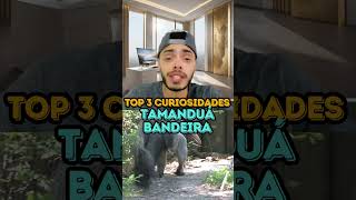 TAMANDUÁ BANDEIRA  TOP 3 CURIOSIDADES [upl. by Paske]