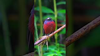 Chestnut bellied ChatTyrant from Ecuador birds wildbirdphotography ecuador birdslover nature [upl. by Annamarie]