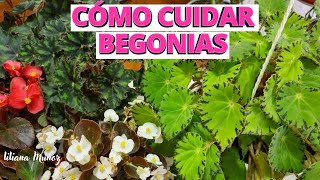 COMO CUIDAR BEGONIAS PARA QUE ESTEN BONITASLiliana Muñoz [upl. by Maxine]