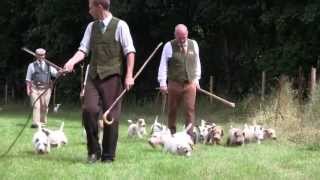 Sealyham Terrier working on the river Taw [upl. by Alletsyrc]