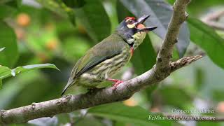 Coppersmith Barbet  Birds of the Philippines [upl. by Teraj227]