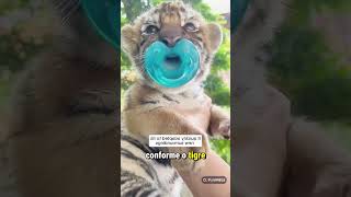 Esse filhote de tigre foi resgatado na beira da estrada e ganhou um lar inesperado cute tiger [upl. by Elladine]