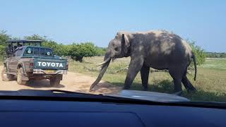 Elephant Attack in Yala National Park [upl. by Meingoldas327]