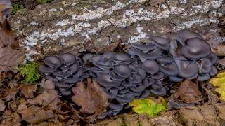 Oyster mushroom growth timelapse [upl. by Ise]