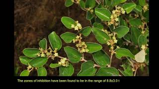 Rhamnus prinoides – A Basotho Medicinal Plant with Antioxidant and Antimicrobial Potential [upl. by Raney]