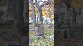 Deer at Rosehill Cemetery [upl. by Yartnod]