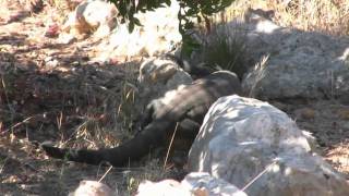 Lizard attacks Rabbit wmv [upl. by Ma]