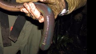 Most Extraordinary Giant Gippsland Earthworm [upl. by Yntirb443]