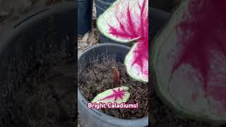 🌱💕Potting Up Caladium Bulbs in Zone 8 Containers [upl. by Nnylrats712]