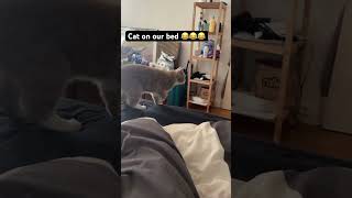 Ohno cat on our bed shortvideo life cat [upl. by Plunkett]