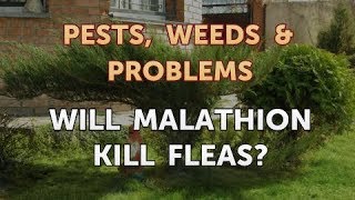 Will Malathion Kill Fleas [upl. by Alorac]