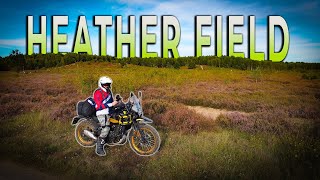 Heather Field S4 Eps40 himalayan450 adventure motorbike [upl. by Affrica]