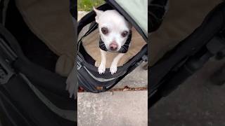 The dog stroller youtube shorts video [upl. by Inwat661]