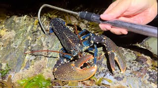 How To Catch A Lobster  Coastal Foraging  The Fal Anglers [upl. by Yengac]