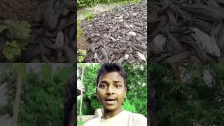 Malaysia khalbile mass Foridul Vai 02 shortvideos funny viralvideos comedy ytshorts [upl. by Colwell]