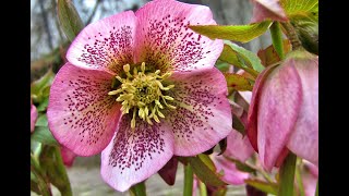 Plant Review Lenten Rose Helleborus hybrids [upl. by Anitsrihc]