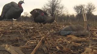 Full Turkey decap using Magnus Bullheads and Dave Smith Decoys [upl. by Oj]