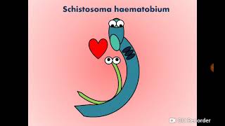 Schistosoma haematobium Blood Fluke  Urinary SchistosomiasisBilharziasis البلهارسيا [upl. by Morrison289]