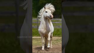 Rarest Breed of Horse 🤯 shorts [upl. by Ramyar]