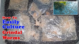 How To Easily Culture Grindal Worms  Unlimited Live Food for Fish [upl. by Ariem]