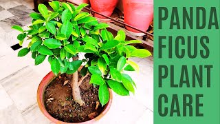 The Ultimate Guide To Panda Ficus Care And Propagation At Home [upl. by Naxela]