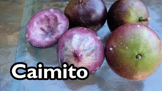 Introduction to Caimito aka Star Apple [upl. by Marvella]