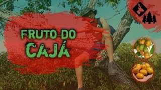 A FRUTA DA CAJAZEIRA E SEUS BENÉFICOS PARA SAÚDE Desbrava Selvagem Ep 6 [upl. by Htiel]