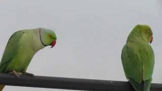 Funny Rose ringed parakeet [upl. by Ttebroc201]