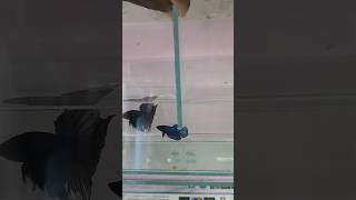 betta breeding tank using uv gum and uv lightbettabreeding breeding aquarium [upl. by Hadeehsar351]