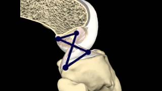 Functie kruisbanden  function of the cruciate ligaments [upl. by Anwad168]