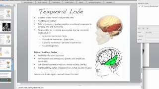 The Brain Temporal Lobe [upl. by Arraic494]