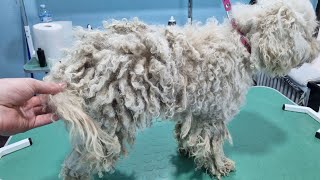 This Neglected Dog Got A New Life After A Groom [upl. by Sirkin]