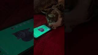 spinning cat videos oiiaoiia 😸 spinning cat oo ee aa ee 😸 spinning cat memeshorts oiiaoiia cat [upl. by Cirilo]