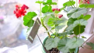 Pelargoner  Övervintra och vinterföra dina pelargoner skötsel [upl. by Naihs]