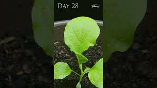 Time Lapse of Growing White Eggplant from Seed [upl. by Kennith]