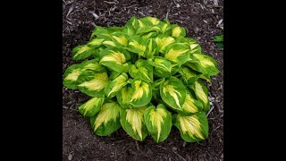 SHADOWLAND® Echo the Sun Hosta Bin3aiah Plants [upl. by Yauqaj370]