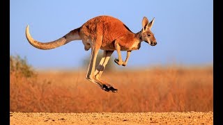 Kangaroo  Australian Kangaroos Documentary Kangaroo Life [upl. by Yelnek]