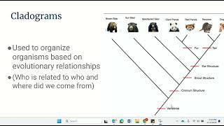 How to read Cladograms [upl. by Demah]