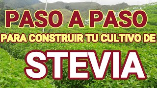 cultivo de stevia en Colombia Antioquia [upl. by Ekeiram155]