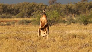 Welford National Park [upl. by Krusche928]