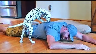 Pretending To Faint In Front Of My Dog  Dalmatian Puppy [upl. by Cheke]