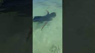 Snorkelingnaturekidbeautifuldayhulhumale Maldives [upl. by Gnart939]