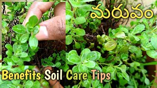 Simple Tips To Grow Maruvam Bushy Maruvam MokkaHow To Grow Davanam Plant In TeluguMaruvam Chettu [upl. by Alvira]