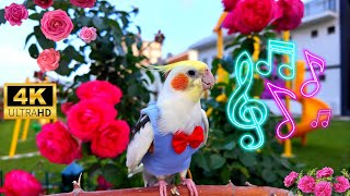 This video will Help yourCockatiel singing and be Happy [upl. by Eitsrik]