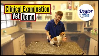 How To Perform A Clinical Exam On Your Dog  Vet Demo [upl. by Inafets704]