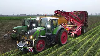 Knolselderij rooien  Harvesting celeriac  Sellerie roden  Grimme Rootster  Fendt  Agriculture [upl. by Noiemad608]