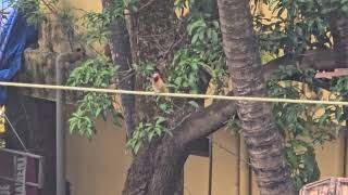 Scaly breasted married munia planning day ahead [upl. by Vasti]