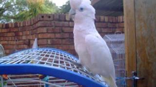 Ellie the Ducorps cockatoo NOT a Tanimbar Corella my ignorance [upl. by Adnala285]