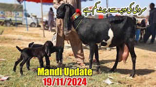 Sahiwal Bakra Mandi New Update  Doodh Wali Bakriyan Bacho Ky Sath [upl. by Gilletta614]